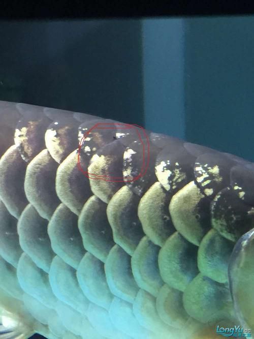 提供更多龍魚外寄癥狀圖，龍魚外寄癥狀圖