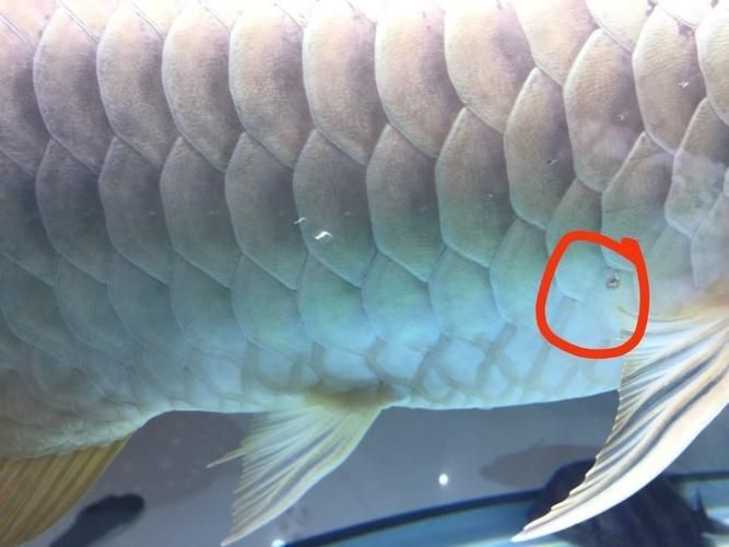 提供更多龍魚外寄癥狀圖，龍魚外寄癥狀圖