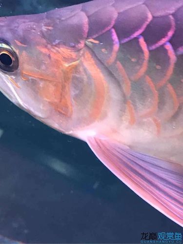 提供更多龍魚外寄癥狀圖，龍魚外寄癥狀圖
