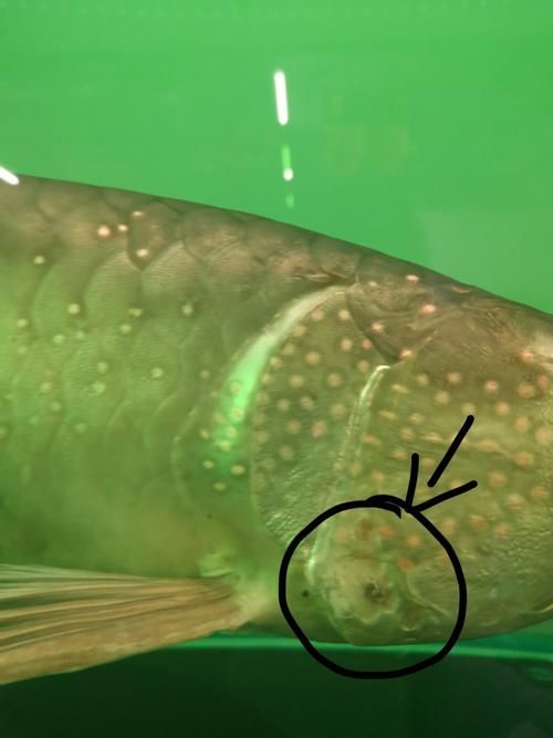 提供更多龍魚外寄癥狀圖，龍魚外寄癥狀圖
