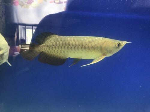 提供更多龍魚外寄癥狀圖，龍魚外寄癥狀圖