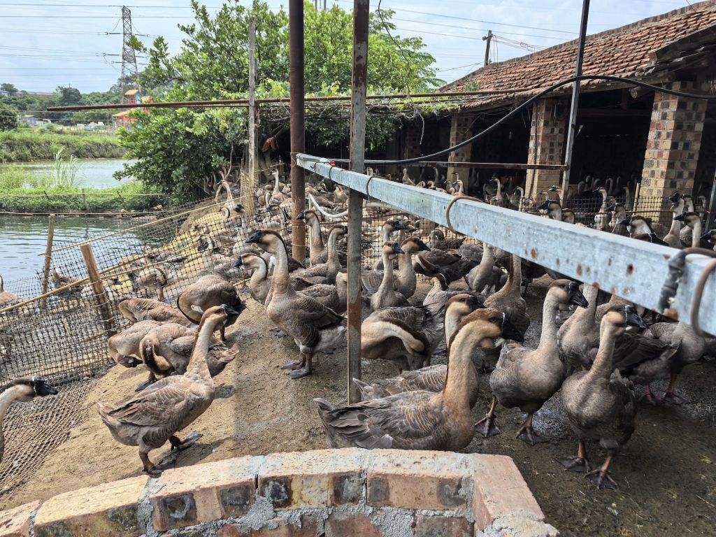 右江區有哪些潛在的龍魚養殖基地，右江區龍魚養殖基地有哪些優勢？