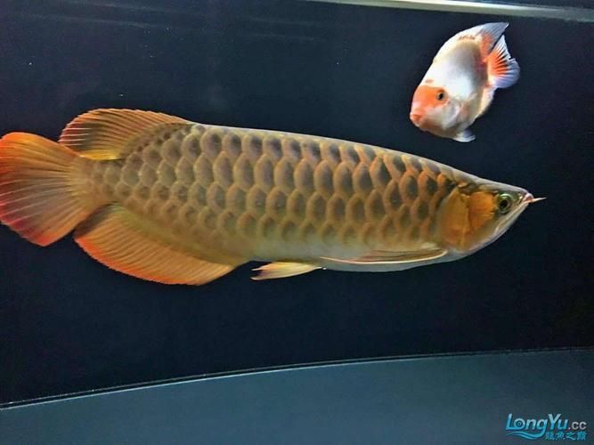 紅龍魚(yú)品種分類(lèi)介紹，紅龍魚(yú)品種分類(lèi)介紹紅龍魚(yú)品種分類(lèi)介紹