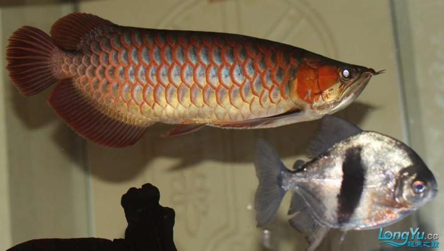 除了“泗水超血王”，還有哪些泗水龍魚品牌？，如何辨別泗水龍魚的真偽？