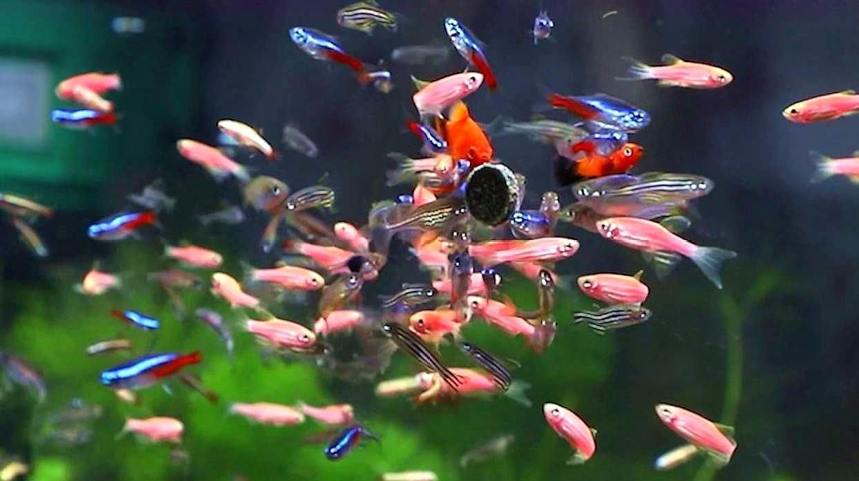 如何區(qū)分斑馬魚的雌雄，如何區(qū)分斑馬魚的性別