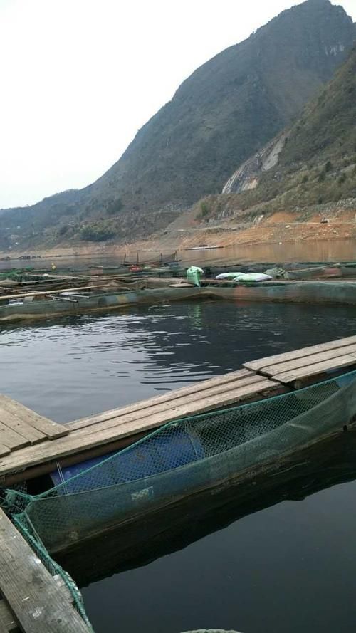 余慶龍魚的養殖技術有哪些？，余慶龍魚養殖技術的高階工業化應用和食用雙重價值的池塘設計