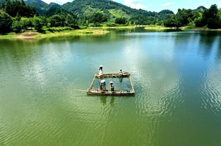余慶龍魚的養殖技術有哪些？，余慶龍魚養殖技術的高階工業化應用和食用雙重價值的池塘設計