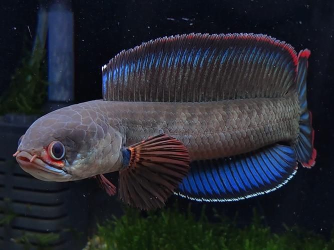 能否提供雷龍魚高清大圖，關(guān)于雷龍魚的高清大圖