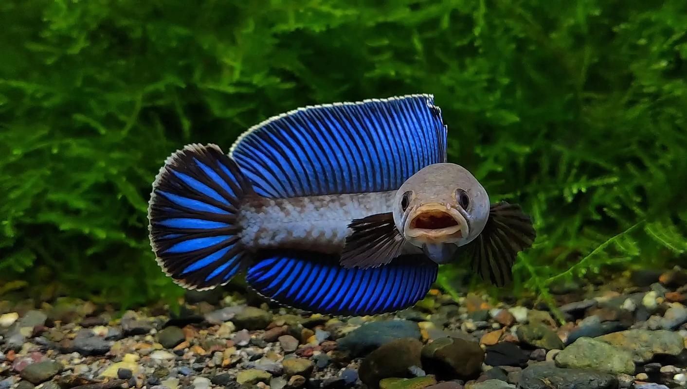 能否提供雷龍魚高清大圖，關(guān)于雷龍魚的高清大圖