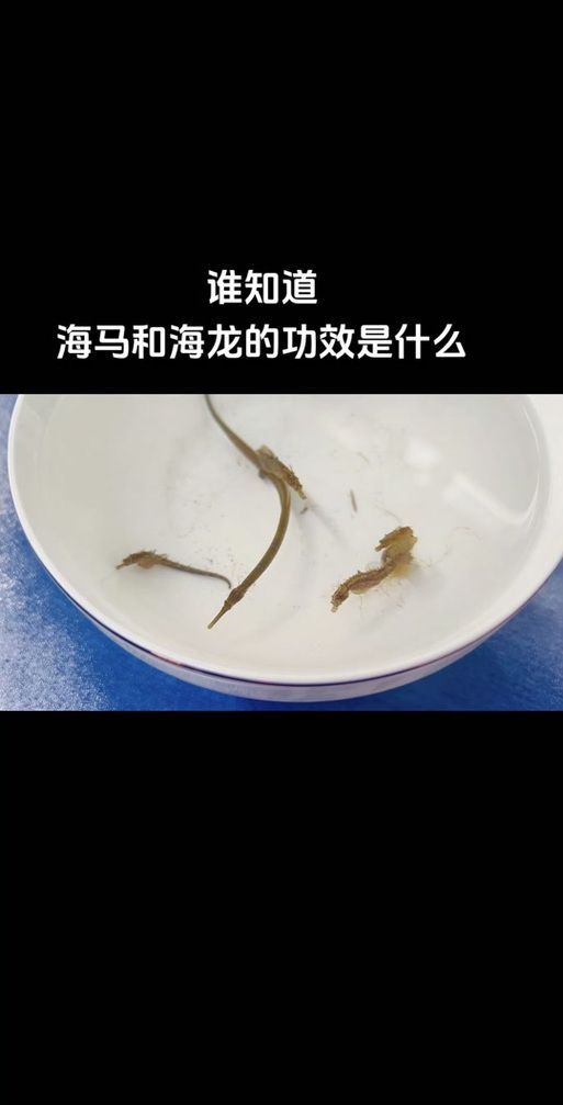 如何區分海龍與海馬的真偽，如何區分海馬與海馬的真偽