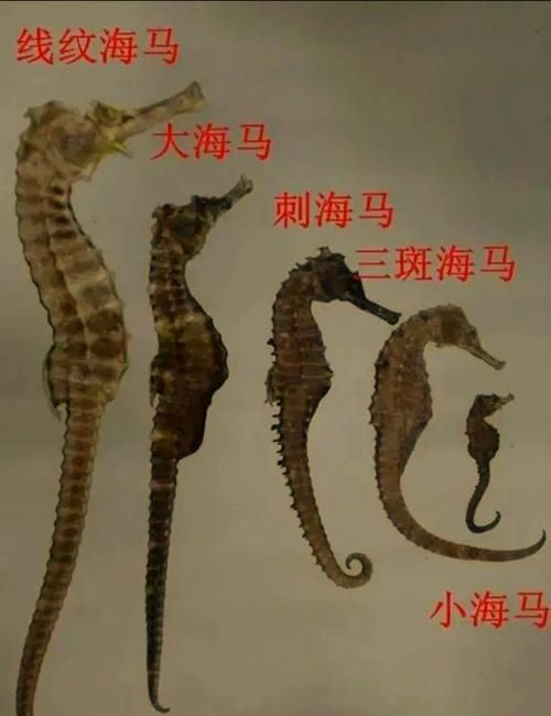 如何區分海龍與海馬的真偽，如何區分海馬與海馬的真偽