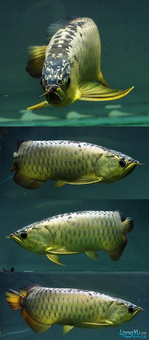 古典過背金龍魚有哪些品系，古典過背金龍魚有哪些品系古典過背金龍魚品系