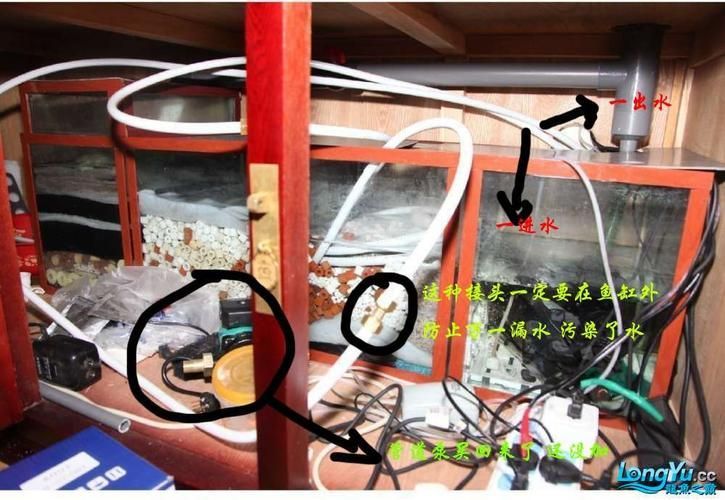 如何緩解龍魚因天氣熱而拒食，如何恢復食欲，如何緩解龍魚因天氣熱而拒食