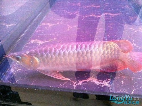 龍魚趴缸底最佳，如何判斷龍魚是否生病？
