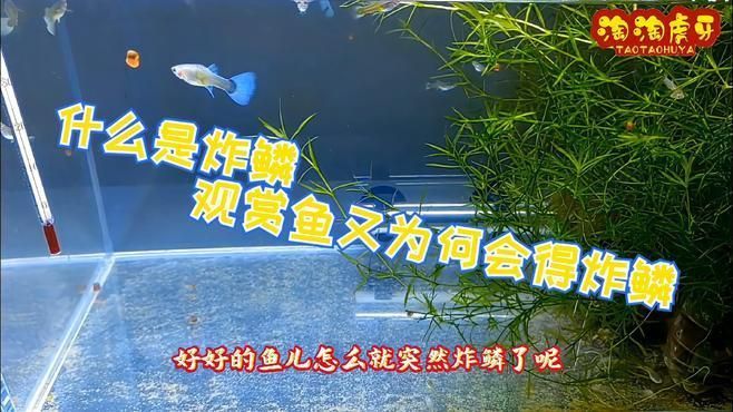 炸鱗病有哪些癥狀表現，炸鱗病、松鱗病、松鱗病、松鱗病、松鱗病、松鱗病的癥狀