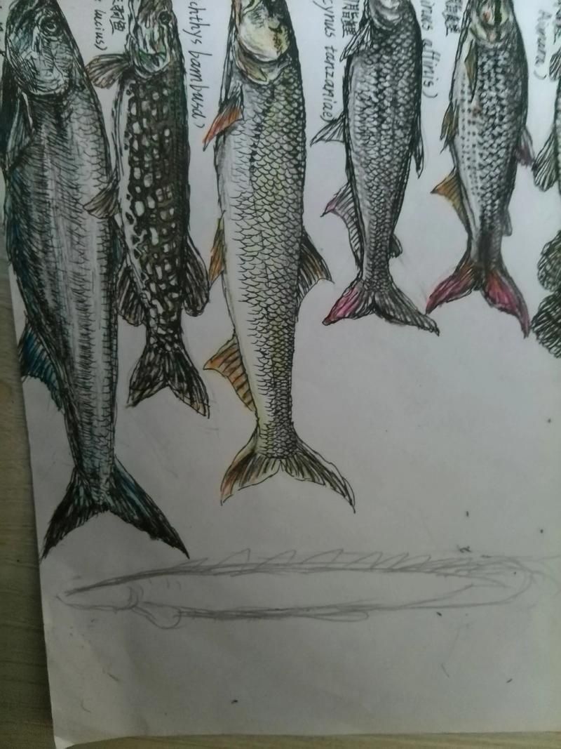 恐龍魚哪個品種最稀有？，恐龍魚哪個品種最稀有