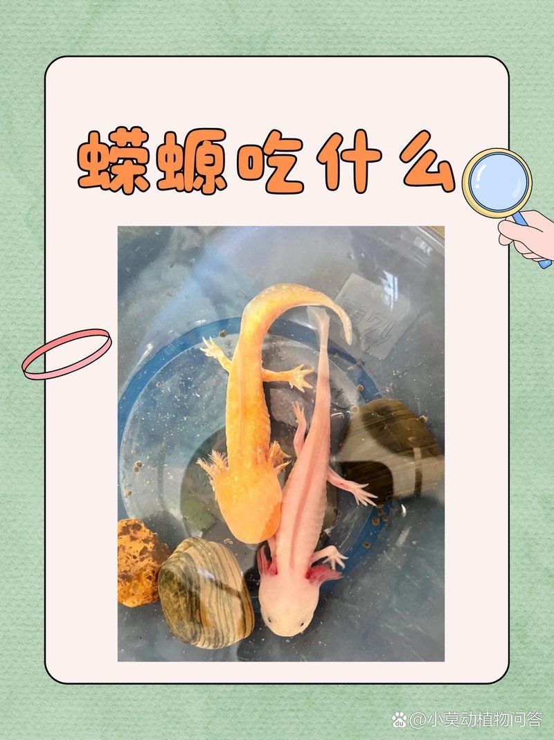 幼年小火龍蠑螈吃什么食物，幼年小火龍蠑螈吃什么