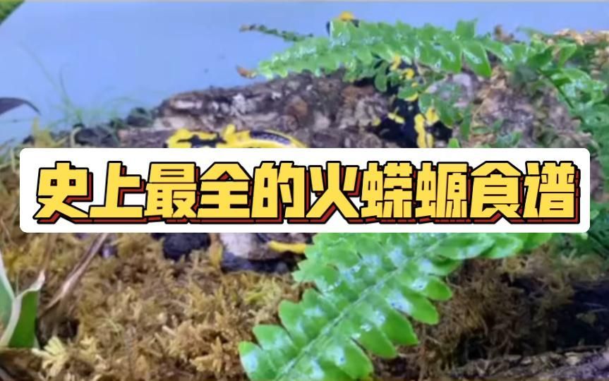幼年小火龍蠑螈吃什么食物，幼年小火龍蠑螈吃什么