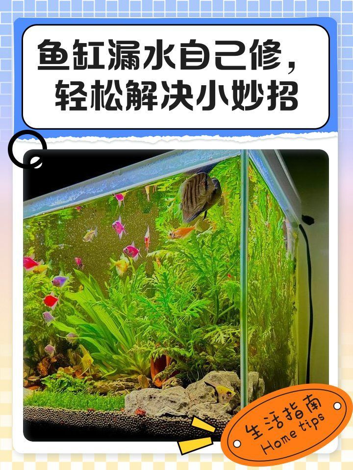 如何判斷龍魚魚缸的密封工藝？，如何判斷龍魚魚缸密封工藝？