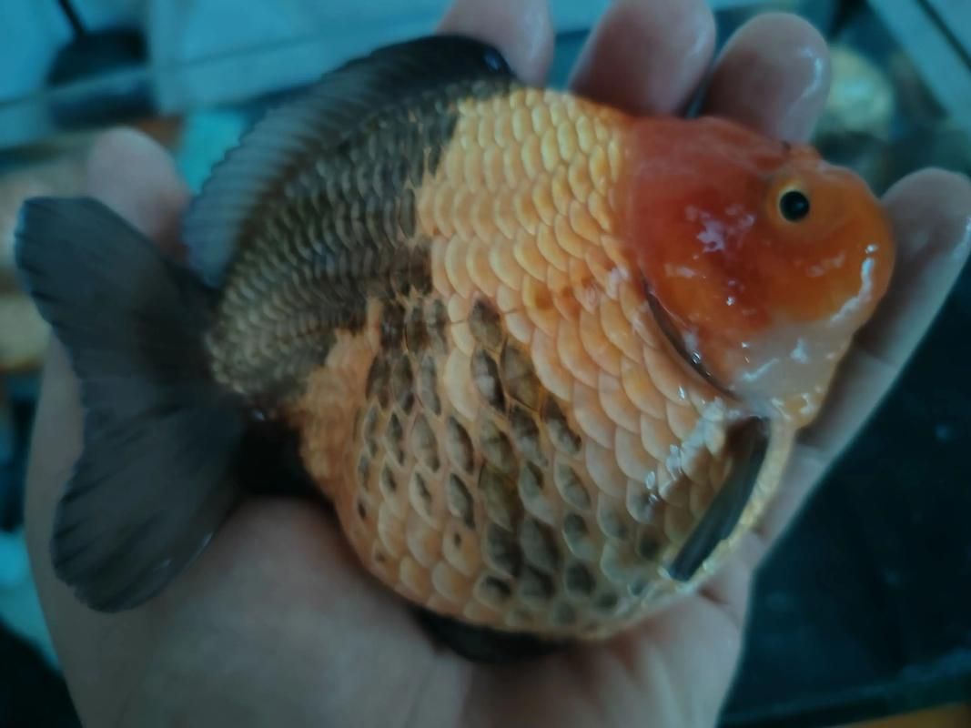 如何判斷泰獅魚鰭根部充血是否嚴重，如何判斷泰獅魚鰭根部充血嚴重程度