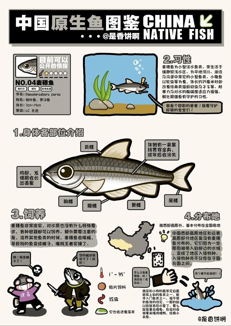 紅龍魚(yú)喂食麥穗魚(yú)的正確方法是什么？，紅龍魚(yú)喂食麥穗魚(yú)的正確方法