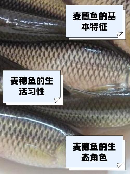 紅龍魚(yú)喂食麥穗魚(yú)的正確方法是什么？，紅龍魚(yú)喂食麥穗魚(yú)的正確方法