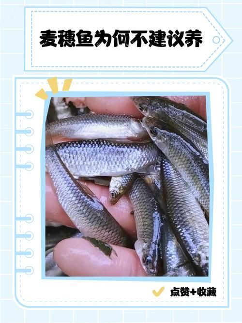 紅龍魚(yú)喂食麥穗魚(yú)的正確方法是什么？，紅龍魚(yú)喂食麥穗魚(yú)的正確方法