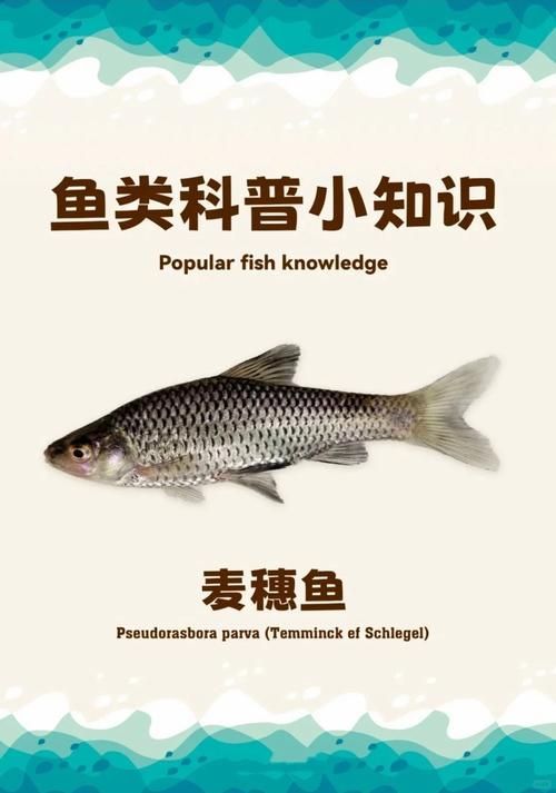 紅龍魚(yú)喂食麥穗魚(yú)的正確方法是什么？，紅龍魚(yú)喂食麥穗魚(yú)的正確方法