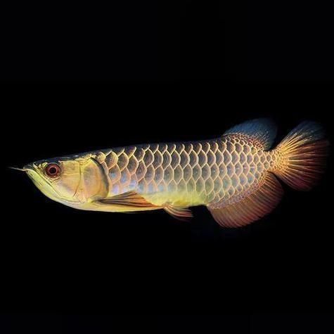 立達寶石金龍魚的市場價格，立達寶石金龍魚市場價格