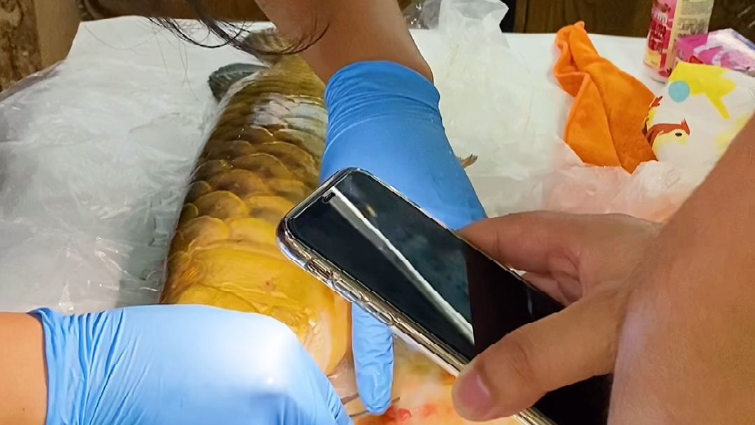 有哪些龍魚品種適合做掉眼手術？，哪些龍魚品種適合做掉眼手術