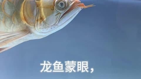 龍魚蒙眼病能完全治愈嗎，養龍魚新手必要懂龍魚蒙眼病治療方法及治療方法