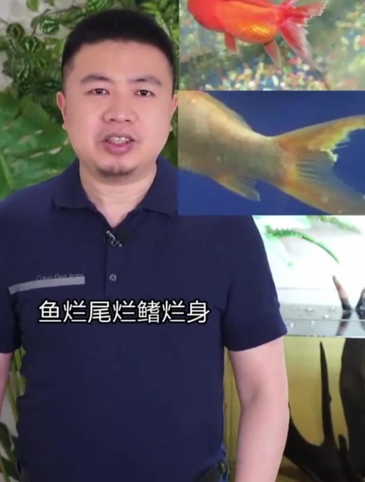 魚爛尾爛鰭可以自愈嗎，觀賞魚爛尾爛鰭教你怎么治讓你的魚漂亮亮亮全民小視頻