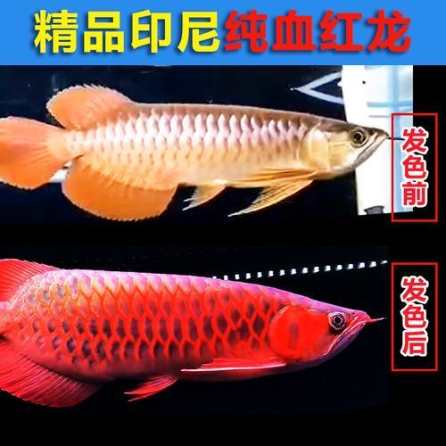 哪里可以購買到優質血統的紅龍魚？，優質血統的紅龍魚有幾個途徑可以買到優質血統的紅龍魚