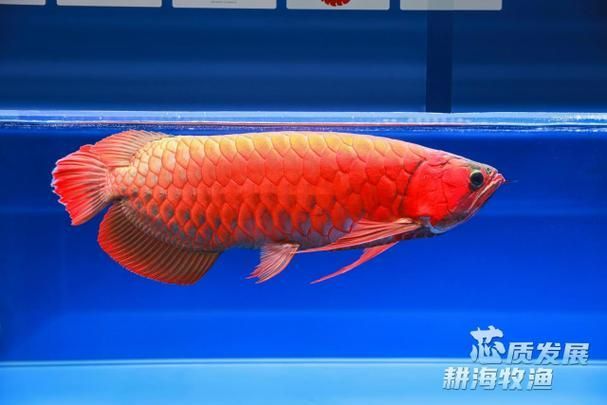 能否提供十種龍王魚的圖片，十種常被稱為“龍王級”的龍魚品種
