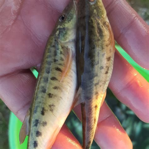 龍魚背上黑垢怎么去除掉，如何去除龍魚背上的黑垢