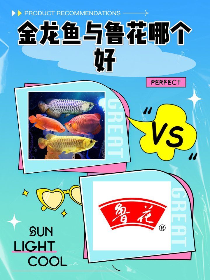 魯花和金龍魚哪個更適合煎炸，魯花和金龍魚哪個好