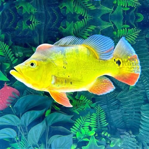 如何區分金三間魚的品種？，三間魚品種對比表