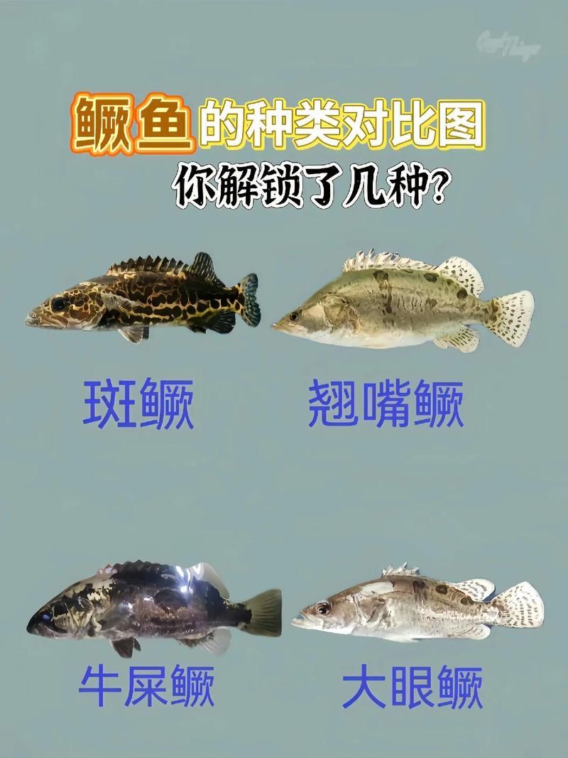 桂魚有哪些常見品種，桂魚有哪些常見品種，