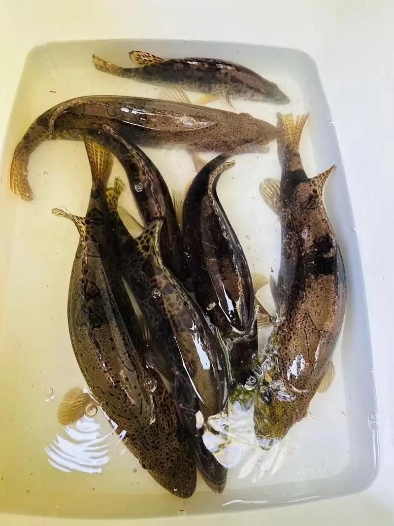 桂魚有哪些常見品種，桂魚有哪些常見品種，