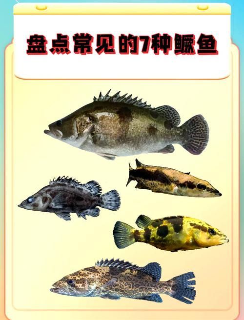 桂魚有哪些常見品種，桂魚有哪些常見品種，