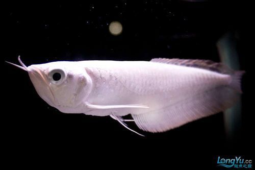 白化銀龍魚和黃化銀龍魚的價格差異大嗎？，白化銀龍魚和黃化銀龍魚哪個更稀有？