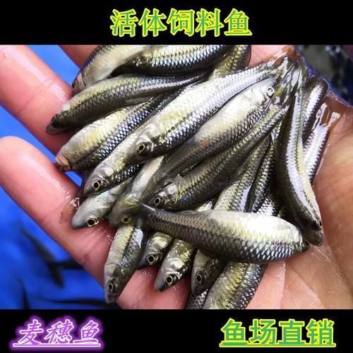 有哪些龍魚餌料是必須嘗試的？，龍魚餌料喂養技巧
