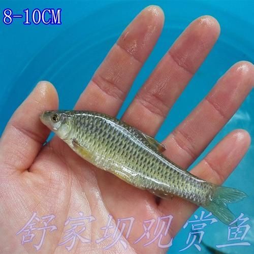 有哪些龍魚餌料是必須嘗試的？，龍魚餌料喂養技巧