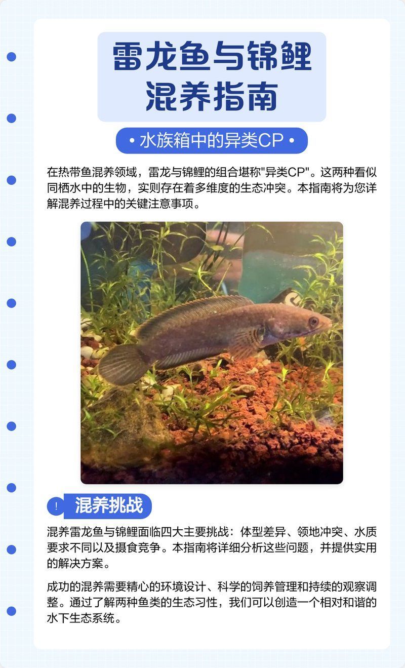 雷龍魚適合與哪些魚混養，混養雷龍魚和錦鯉需要注意什么