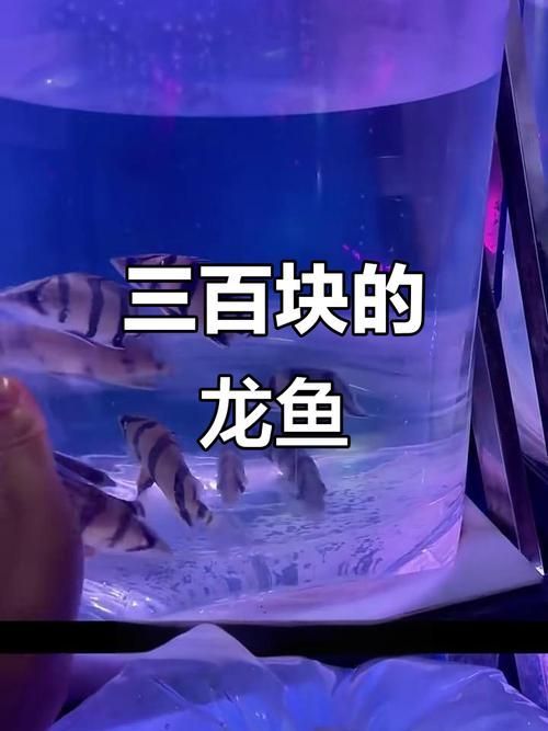 西安龍魚批發市場的價格，西安龍魚批發市場價格波動