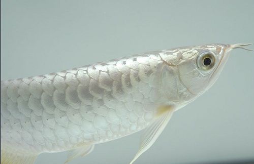 能否提供更多白龍魚的真偽對比圖，如何判斷白龍魚的真偽對比圖？