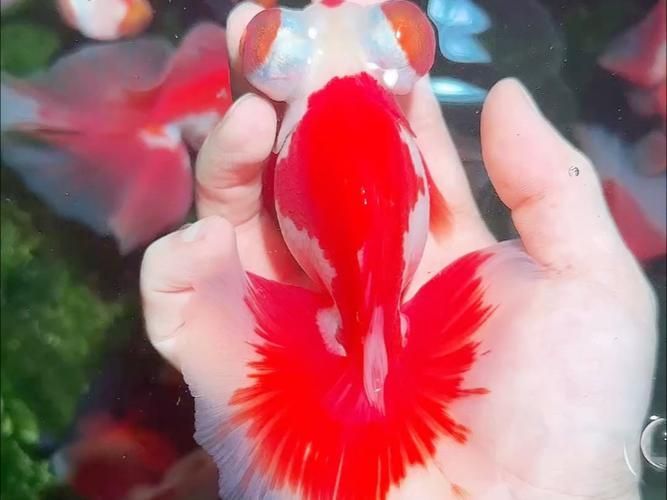 蝶尾金魚的價(jià)格走勢如何，蝶尾金魚的價(jià)格走勢