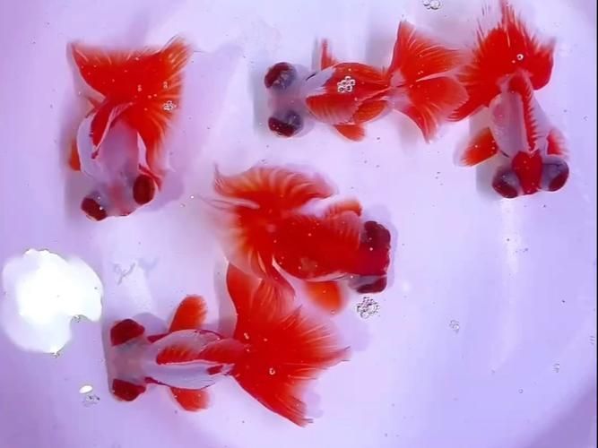蝶尾金魚的價(jià)格走勢如何，蝶尾金魚的價(jià)格走勢
