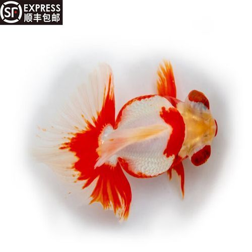 蝶尾金魚的價(jià)格走勢如何，蝶尾金魚的價(jià)格走勢