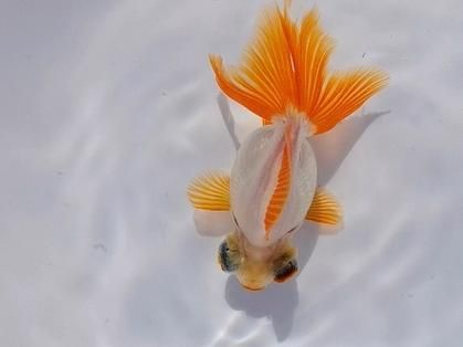 蝶尾金魚的價(jià)格走勢如何，蝶尾金魚的價(jià)格走勢